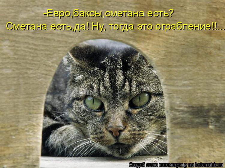 Котоматрица: Сметана есть,да! Ну, тогда это ограбление!!.... -Евро,баксы,сметана есть?