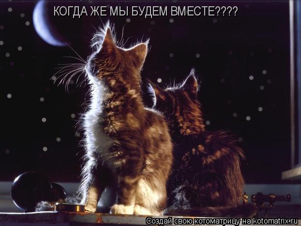 Котоматрица: КОГДА ЖЕ МЫ БУДЕМ ВМЕСТЕ????