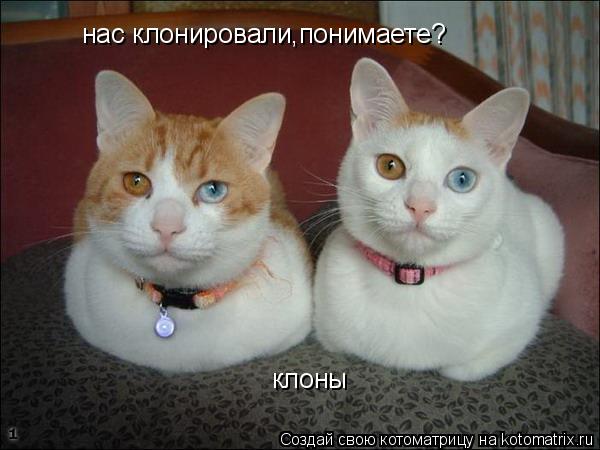 Котоматрица: клоны нас клонировали,понимаете?