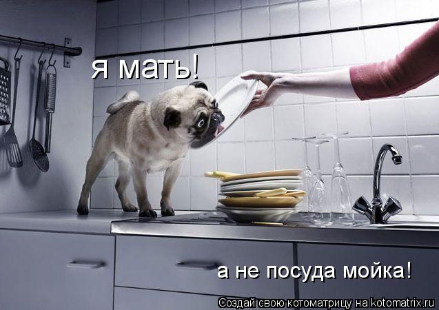 Котоматрица: я мать! я мать! а не посуда мойка!