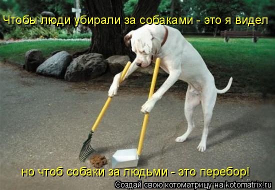 Котоматрица: Чтобы люди убирали за собаками - это я видел но чтоб собаки за людьми - это перебор!