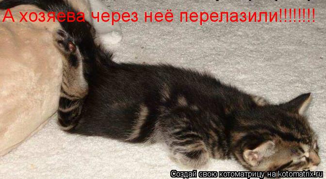 А хозяева через неё перелазили!!!!!!!!... Котоматрица: А хозяева через неё перелазили!!!!!!!!