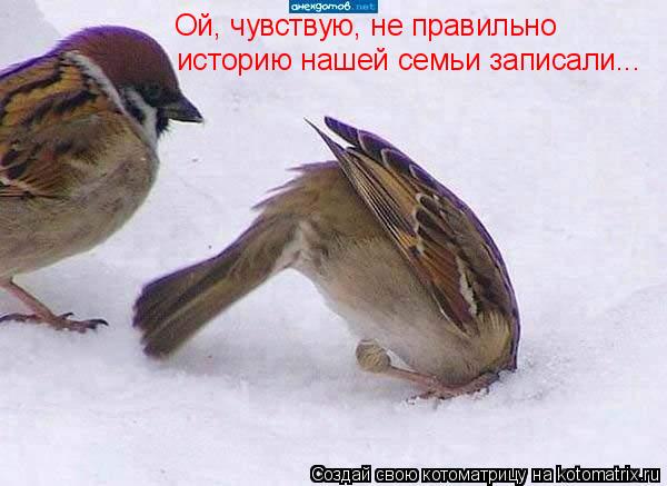 Котоматрица: Ой, чувствую, не правильно  историю нашей семьи записали...