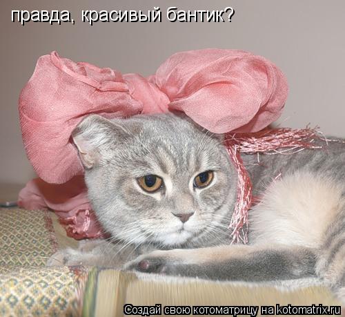 Котоматрица: правда, красивый бантик?