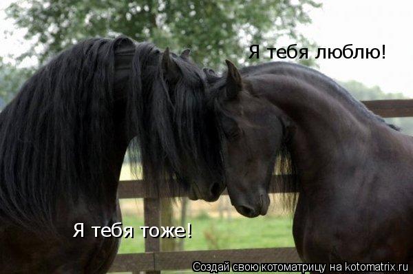 Котоматрица: Я тебя люблю! Я тебя тоже!