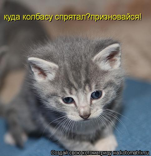 Котоматрица: куда колбасу спрятал?призновайся!