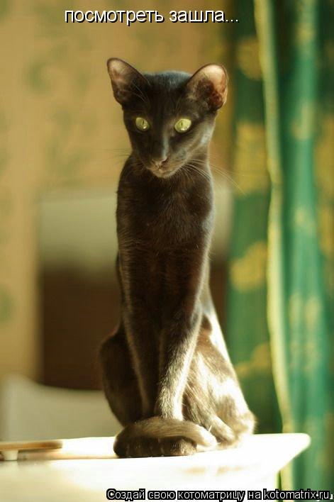 Котоматрица: посмотреть зашла...