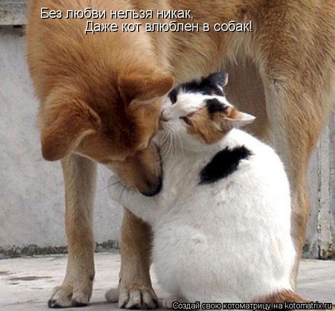 Котоматрица: Без любви нельзя никак, Даже кот влюблен в собак!
