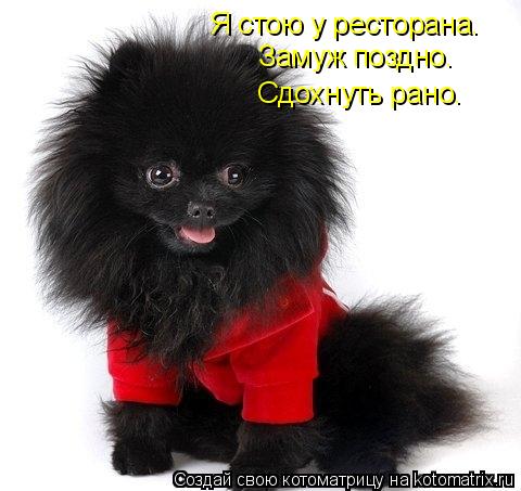 Котоматрица: Я стою у ресторана…  Замуж поздно…  Сдохнуть рано…