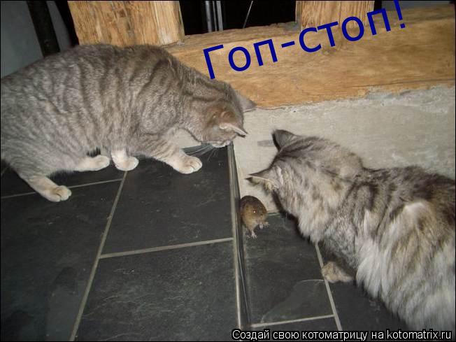 Котоматрица: Гоп-стоп!