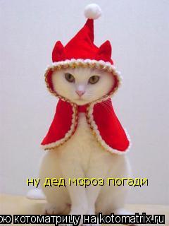 Котоматрица: ну дед мороз погади