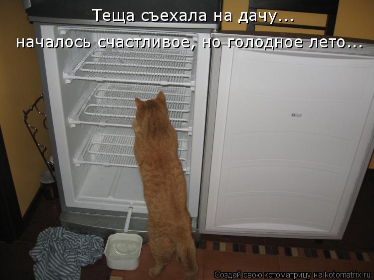 Теща съехала на дачу... началось счастливое, но голодное лето...... Котоматрица: Теща съехала на дачу... началось счастливое, но голодное лето...