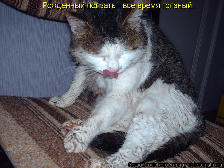 Рожденный ползать - все время грязный...... Котоматрица: Рожденный ползать - все время грязный...
