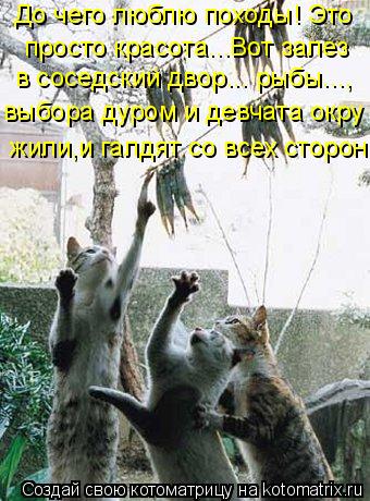 Котоматрица: До чего люблю походы! Это просто красота...Вот залез в соседский двор... рыбы..., выбора дуром и девчата окру жили,и галдят со всех сторон