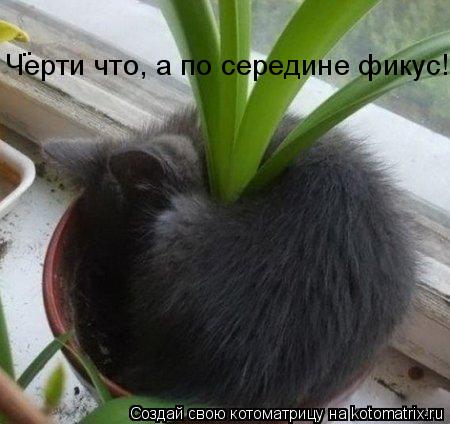 Котоматрица: Черти что, а по середине фикус! . .