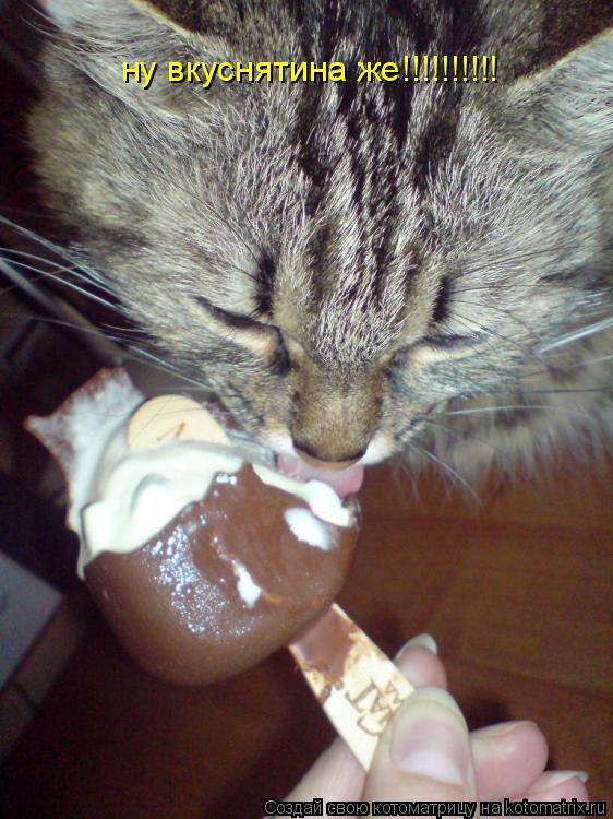Котоматрица: ну вкуснятина же!!!!!!!!!!