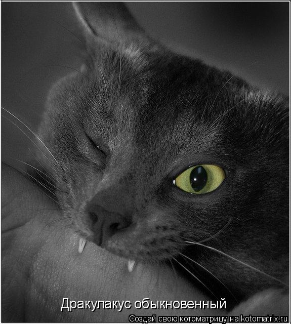Котоматрица: Дракулакус обыкновенный