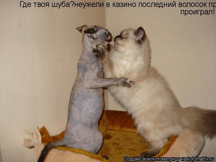 Где твоя шуба?неужели в казино последний волосок проиграл! проиграл!... Котоматрица: Где твоя шуба?неужели в казино последний волосок проиграл! проиграл!