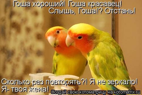 Котоматрица: Гоша хороший! Гоша красавец! Слышь, Гоша!? Отстань! Сколько раз повторять?! Я не зеркало! Я- твоя жена!