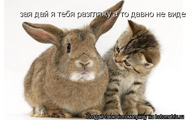 Котоматрица: зая дай я тебя разгляжу а то давно не виделись