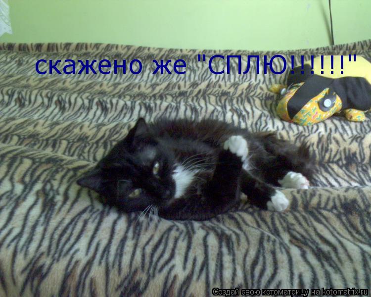 Котоматрица: скажено же "СПЛЮ!!!!!!"