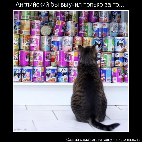 Котоматрица: -Английский бы выучил только за то...