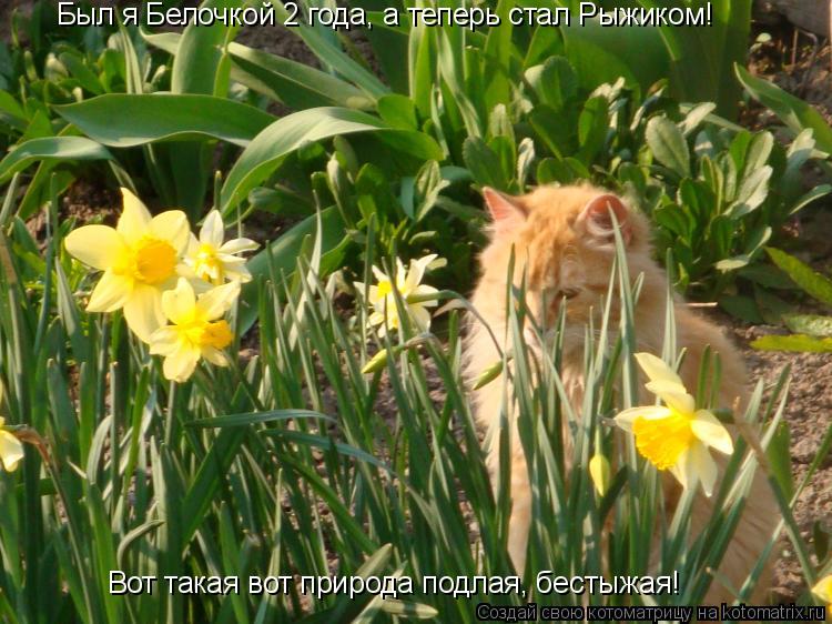 Котоматрица: Был я Белочкой 2 года, а теперь стал Рыжиком!  Вот такая вот природа подлая, бестыжая!