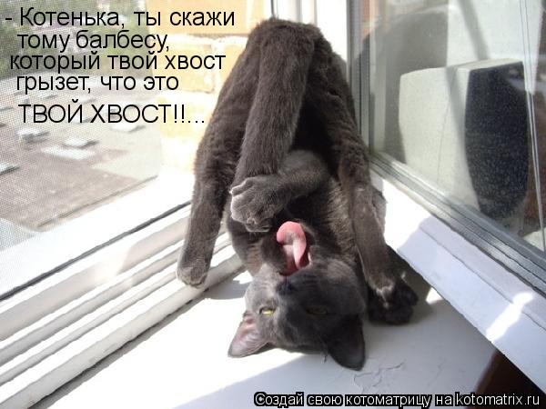 Котоматрица: - Котенька, ты скажи тому балбесу, который твой хвост грызет, что это ТВОЙ ХВОСТ!!...