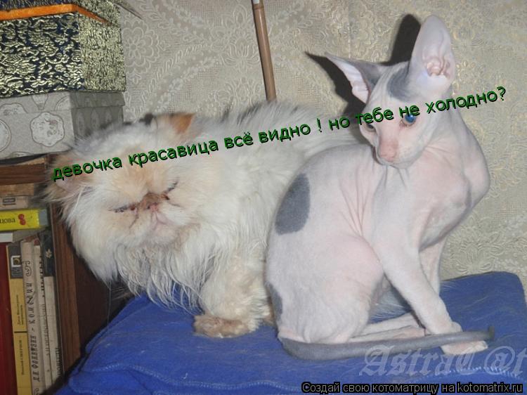 Котоматрица: девочка красавица всё видно ! но тебе не холодно?