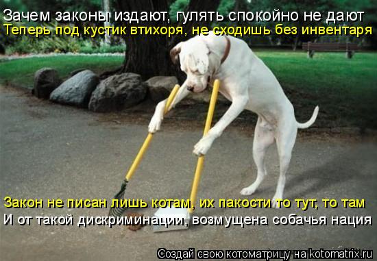 Котоматрица: Зачем законы издают, гулять спокойно не дают Теперь под кустик втихоря, не сходишь без инвентаря Закон не писан лишь котам, их пакости то ту
