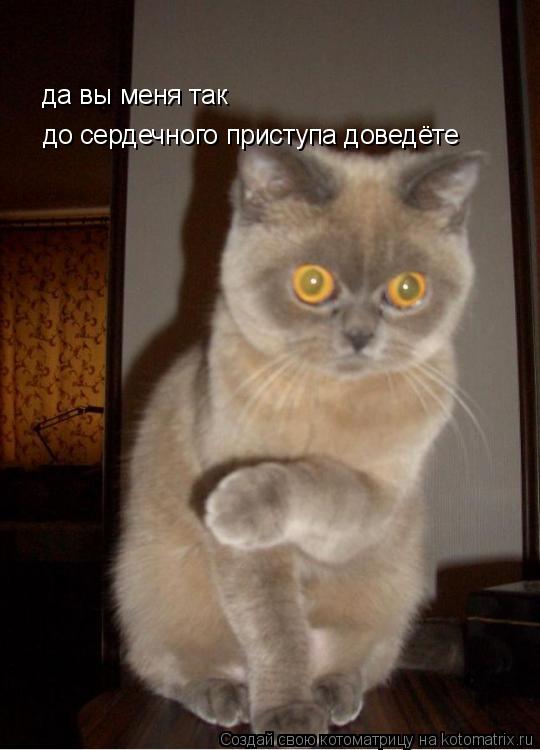 Котоматрица: да вы меня так до сердечного приступа до да вы меня так  до сердечного приступа доведёте