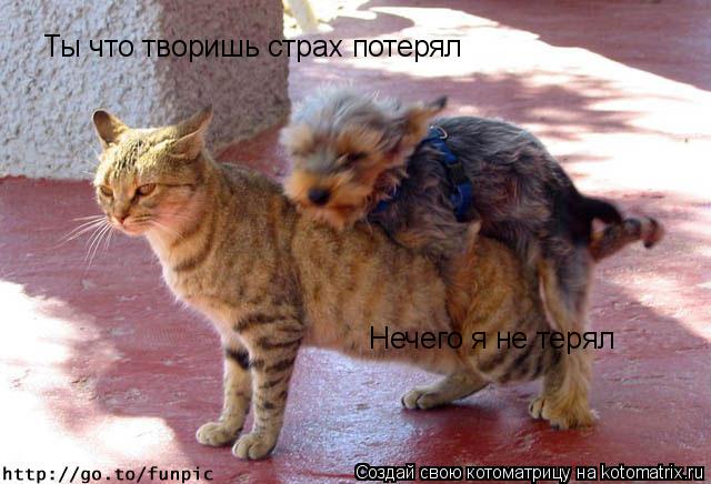 Котоматрица: Ты что творишь страх потерял Нечего я не терял