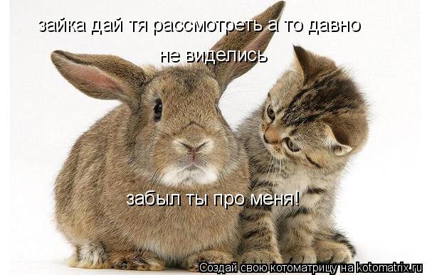 Котоматрица: зайка дай тя рассмотреть а то давно  не виделись  забыл ты про меня!