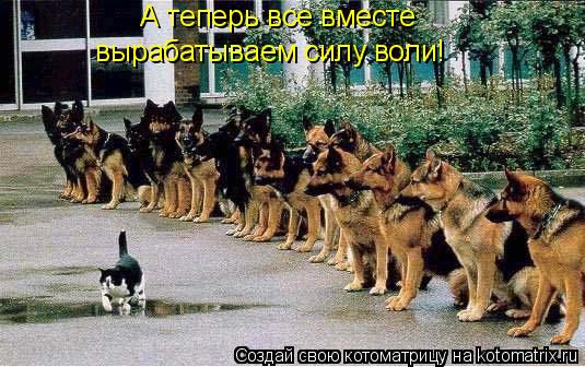 А теперь все вместе вырабатываем силу воли!... Котоматрица: А теперь все вместе вырабатываем силу воли!