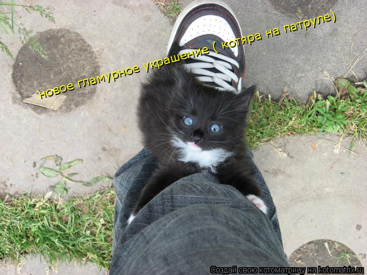 Котоматрица: новое гламурное украшение ( котяра на патруле)