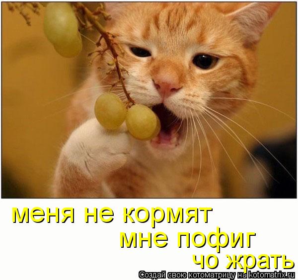 Котоматрица: меня не кормят мне пофиг  чо жрать