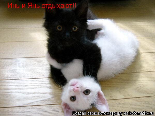 Котоматрица: Инь и Янь отдыхают!!