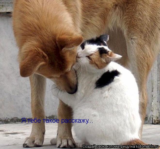 Котоматрица: Я тебе такое расскажу...