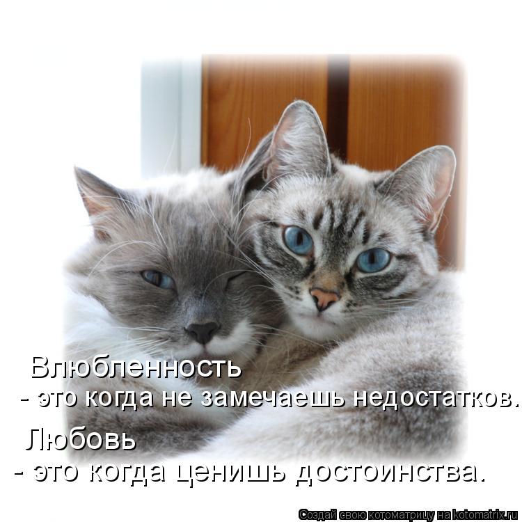 Влюбленность - это когда не замечаешь недостатков. Любовь - это когда ценишь достоинства. - это когд... Котоматрица: Влюбленность - это когда не замечаешь недостатков. Любовь - это когда ценишь достоинства. - это когда ценишь достоинства. Любовь