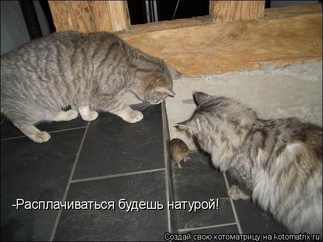 Котоматрица: -Расплачиваться будешь натурой!