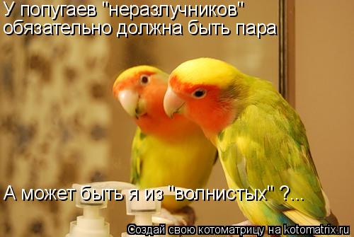 Котоматрица: У попугаев "неразлучников"  обязательно должна быть пара А может быть я из "волнистых" ?...