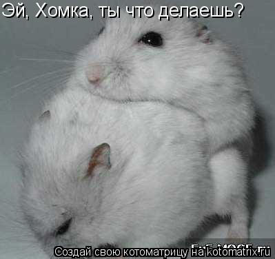 Котоматрица: Эй, Хомка, ты что делаешь?