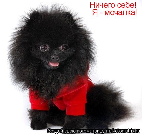 Котоматрица: Ничего себе! Я - мочалка!