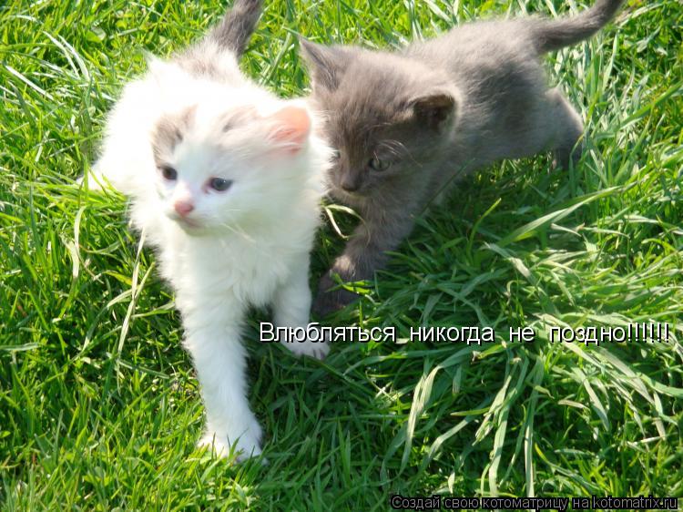 Котоматрица: Влюбляться  никогда  не  поздно!!!!!!