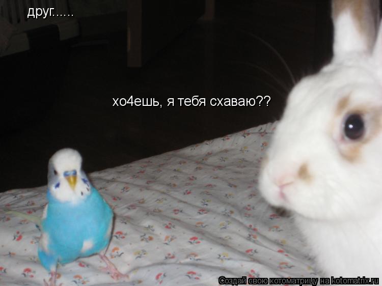 Котоматрица: друг...... хо4ешь, я тебя схаваю??