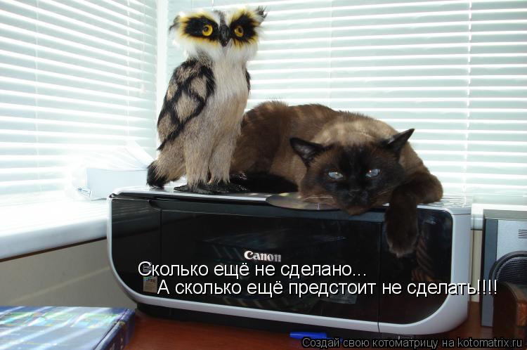 Котоматрица: Сколько ещё не сделано...   А сколько ещё предстоит не сделать!!!!