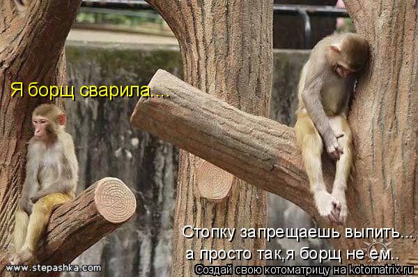 Котоматрица: Я борщ сварила.... Стопку запрещаешь выпить... а просто так,я борщ не ем..