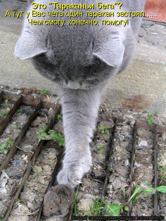 Котоматрица: Это "Тараканьи бега"? А тут у Вас чёта один таракан застрял...... Чем смогу, конечно, помогу!