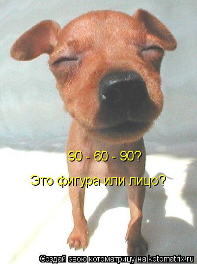 Котоматрица: 90 - 60 - 90? Это фигура или лицо?
