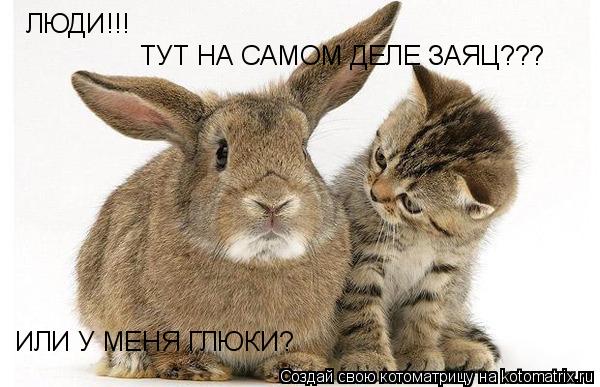 ЛЮДИ!!! ТУТ НА САМОМ ДЕЛЕ ЗАЯЦ??? ИЛИ У МЕНЯ ГЛЮКИ?... Котоматрица: ЛЮДИ!!! ТУТ НА САМОМ ДЕЛЕ ЗАЯЦ??? ИЛИ У МЕНЯ ГЛЮКИ?